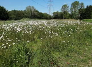 Surrey Heath doubles number of Green Flag Award winning parks
